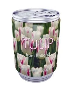 Tulpenbol in blik paars-wit