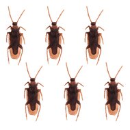 Kakkerlakken set 6 stuks