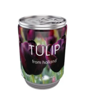 Tulpenbol In Blik Donker Paars