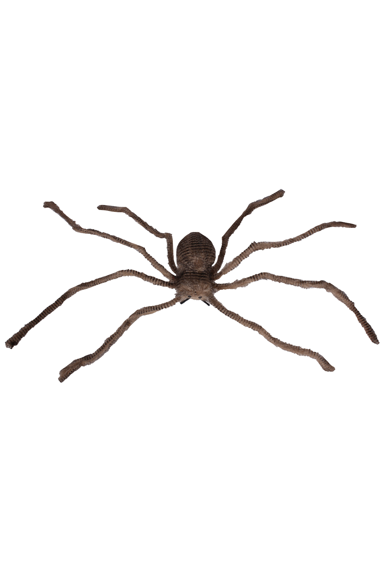 Giant spider bruin