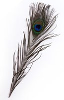 Pauwen veren 10 stuks 25-30 cm