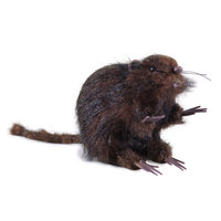 Decoratie Rat - Bruin - Halloween - Opzet Dieren