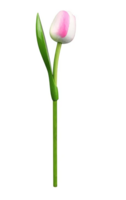 Souvenir - Tulp op Steel - Hout - Wit-Roze