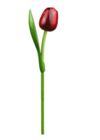 Souvenir - Tulp op Steel - Hout - Rood-Aubergine