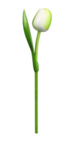 Souvenir - Tulp op Steel - Hout - Wit-Groen