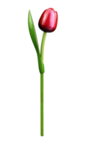 Souvenir - Tulp op Steel - Hout - Rood-Wit